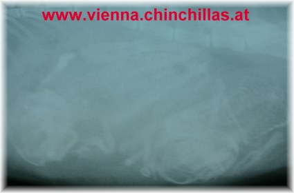 Anatomie 2 Roentgen Chinchillababy im Mutterleib Chinchilla Vienna