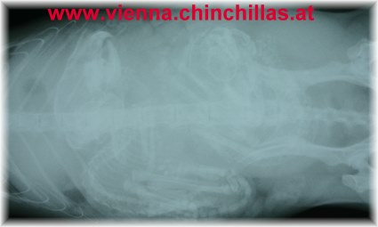 Anatomie 2 Roentgen Chinchillababies im Mutterleib Chinchilla Vienna 