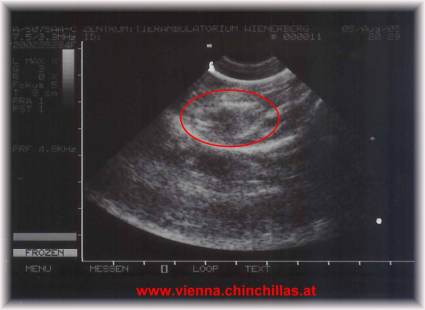 Anatomie 2 Ultraschall Chinchillababy im Mutterleib Chinchilla Vienna