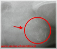 Anatomie 2 Roentgen Chinchillababy Steisslage im Mutterleib Chinchilla Vienna