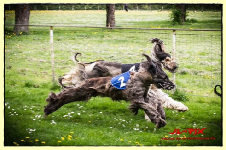 26.04.2015 Afghanische Windhunde - Chinchilla Vienna Chinchillas - Afghanischer Windhund
