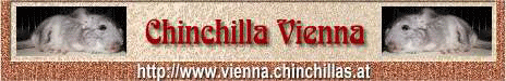Banner animated Chinchilla Vienna