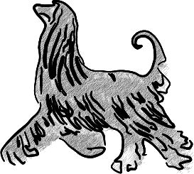 Cornelius - Afghanischer Windhund