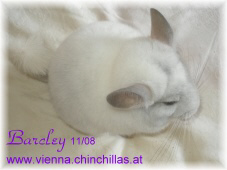 Chinchilla Vienna Weiss Afro Violett nach Lettland ausgezogen