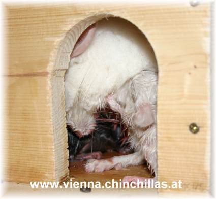 Geburt Chinchilla Vienna