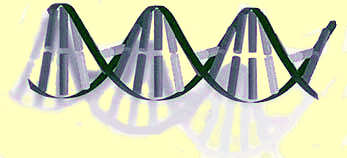 Genetik DNA Chinchilla Vienna