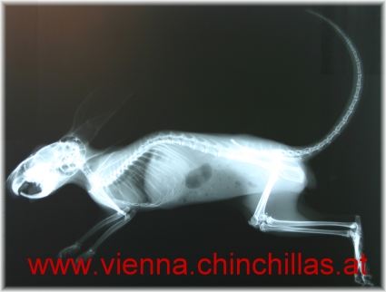 Anatomie Roentgen Chinchilla Vienna