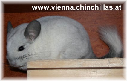 Silberschecke Afro Violetttraeger Chinchilla Vienna