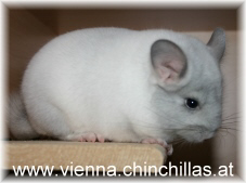 Chinchilla Vienna Weiß Afro Violett