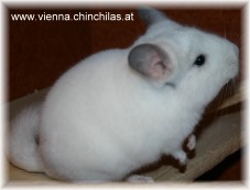 Afro Violett Weiss Chinchilla Vienna