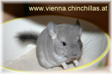 Afro Violett Chinchilla Vienna