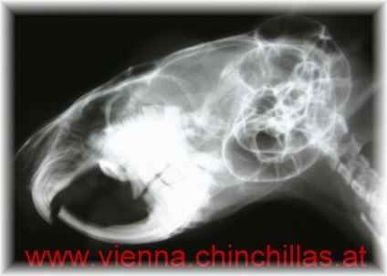 Roentgen Chinchillaschaedel Chinchilla Vienna