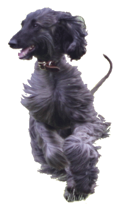 Xsara - Afghanischer Windhund