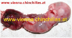 Foetus in Fruchtblase Chinchilla Vienna