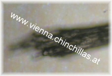 Chinchilla Haarwurzel Mikroskop Chinchilla Vienna