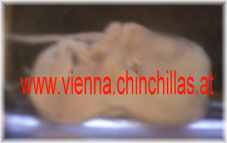 Foetus Abort Chinchilla Vienna