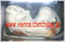 Foetus Abort 2 Chinchilla Vienna