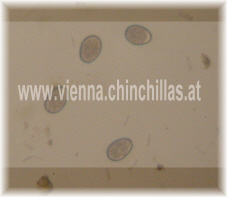 mehrere Kokzidien mikroskopisch betrachtet im Chinchilla Kot
