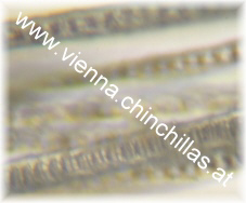 Chinchilla Haar Mikroskop Chinchilla Vienna