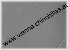 Hefe Mikroskop Chinchilla Vienna