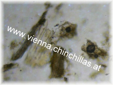 verdautes Futter Mikroskop Chinchilla Vienna