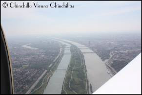 Donau so blau Chinchilla Vienna Chinchillas