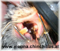 Chinchilla in Narkose mit eingesetztem Maulspreizer Chinchilla Vienna