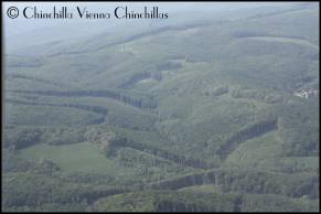 Wienerwald - ja auch Wien hat einen Wald Chinchilla Vienna Chinchillas