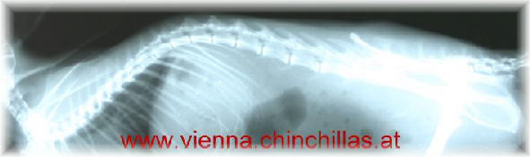 Anatomie Roentgen Organe 2 Chinchilla Vienna