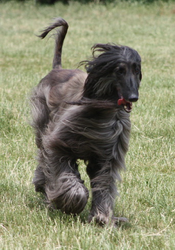 Xsara - Afghanischer Windhund